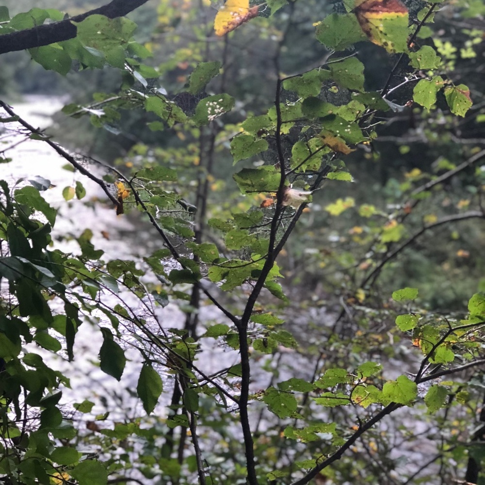 Meet your Posher, Dina